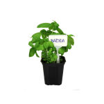 https://velizo.fr/termekkategoria/szepsegapolas-egeszseg/
