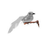 https://velizo.fr/termekkategoria/szepsegapolas-egeszseg/